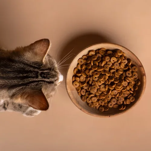 غذای خشک گربه