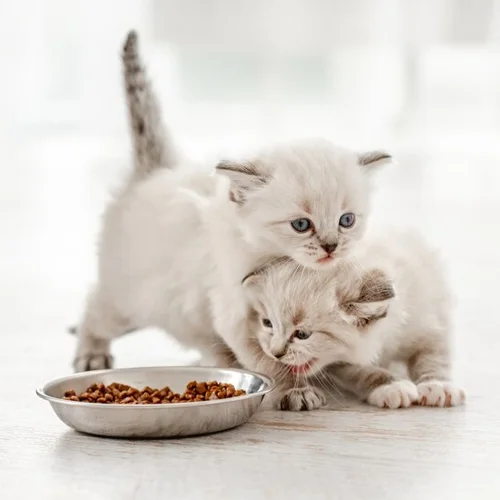 غذای بچه گربه