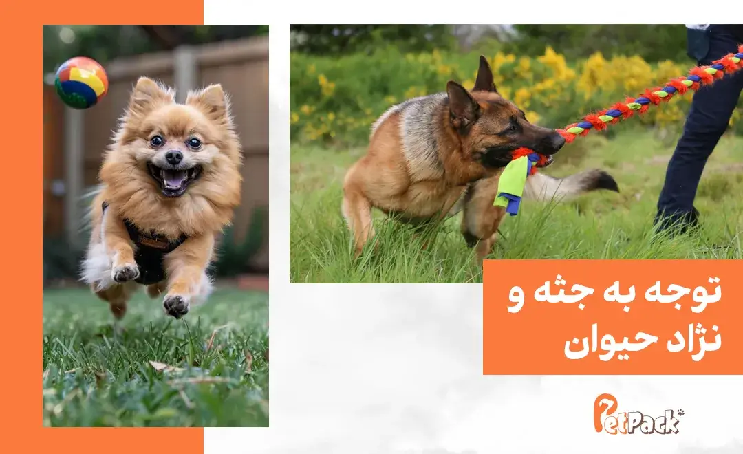 توجه به جثه و نژاد حیوان در انتخاب اسباب بازی
