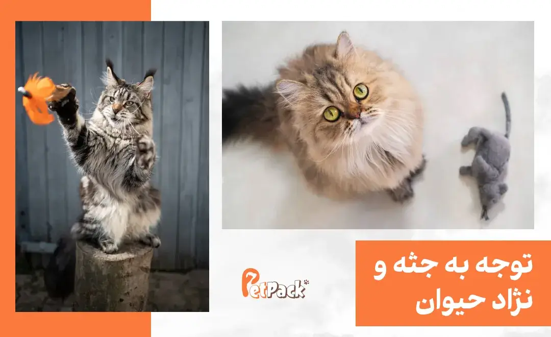 انتخاب اسباب بازی برای گربه