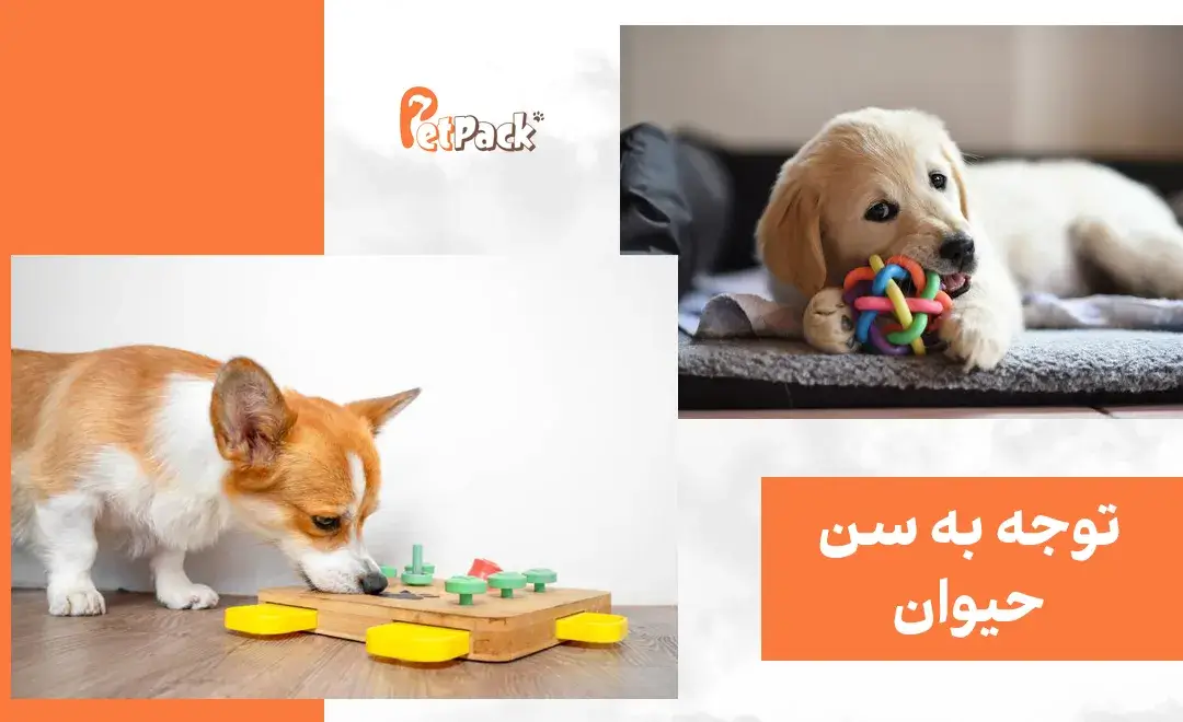 انتخاب اسباب بازی سگ بر اساس سن