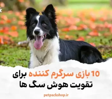 10 بازی سرگرم کننده برای تقویت هوش سگ ها | پت پک