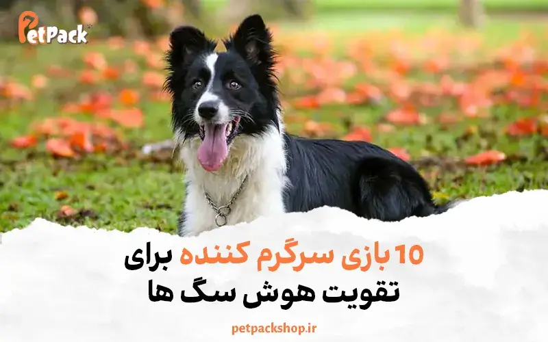 10 بازی سرگرم کننده برای تقویت هوش سگ ها | پت پک