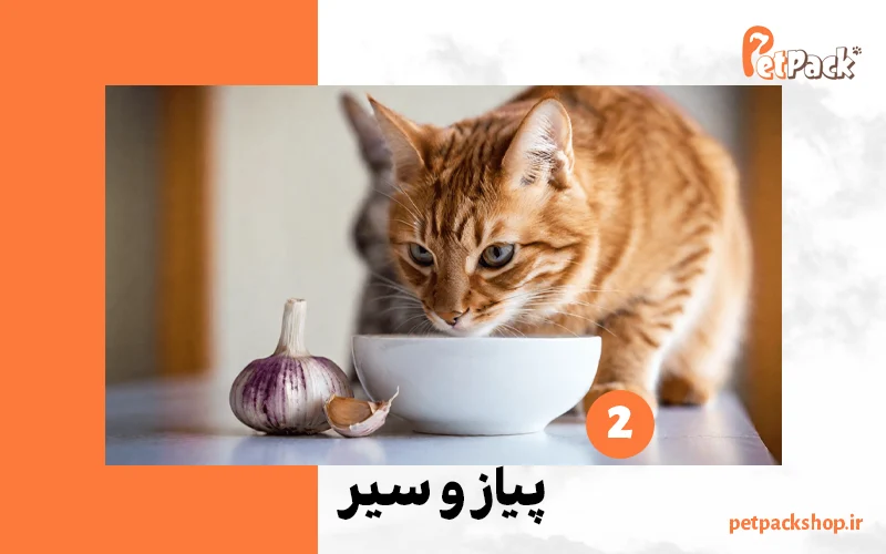 گربه در حال خوردن پیاز و سیر