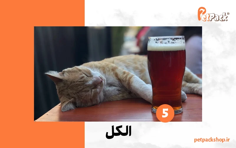 نوشیدن الکل توسط گربه