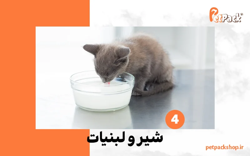 خوراکی های مضر برای گربه | شیر و لبنیات