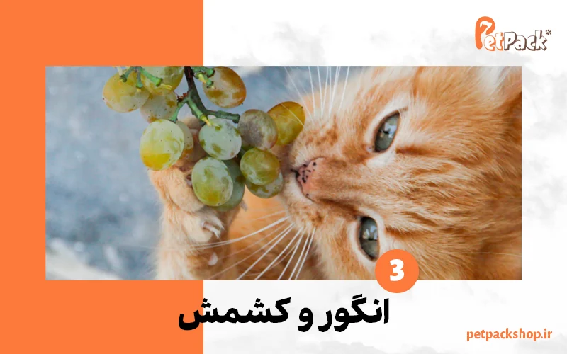 گربه در حال خوردن انگور