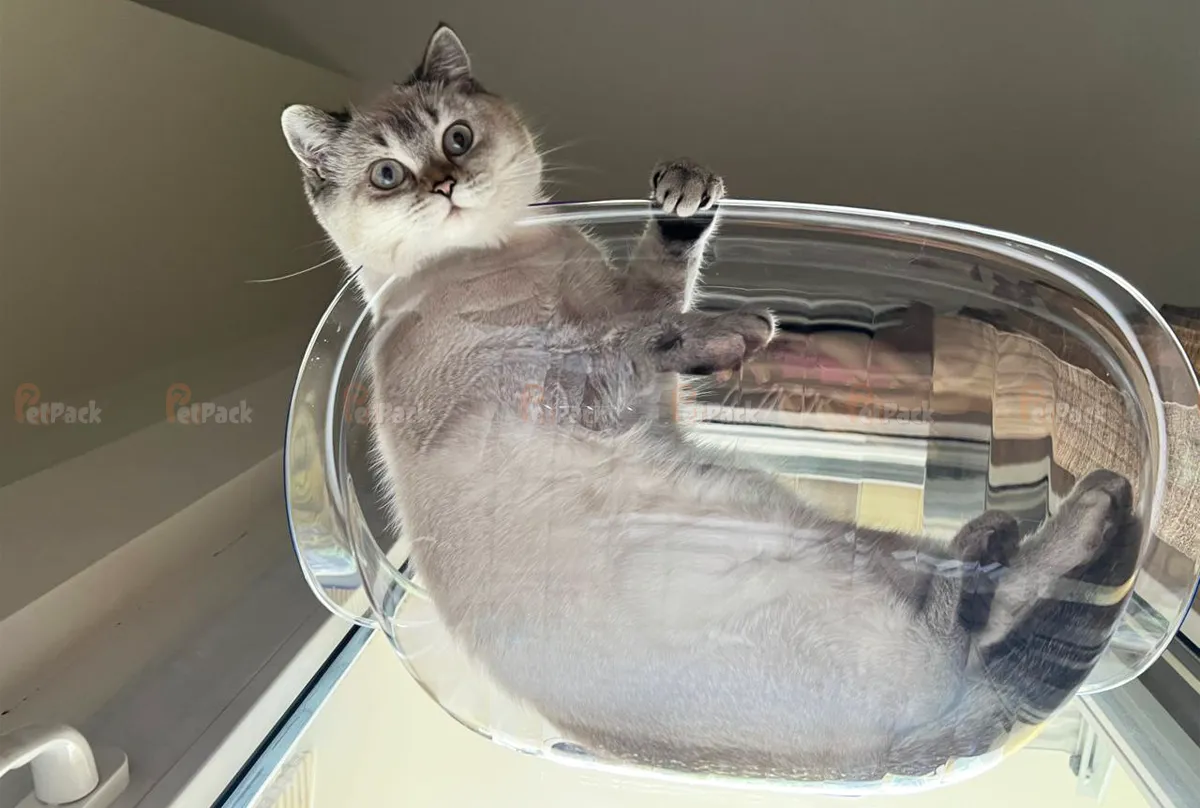 جای خواب پنجره ای گربه | پت پک