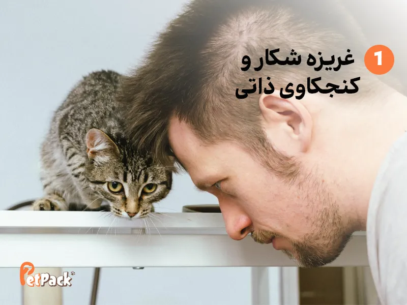چرا گربه ها وسایل را از روی میز پایین می اندازند؟