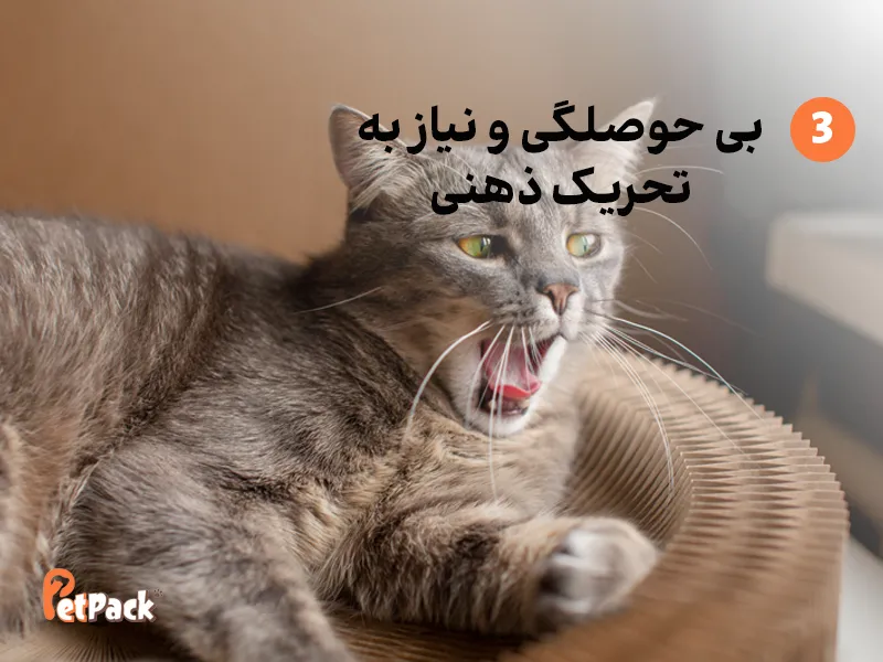 5 دلیل انداختن وسایل از روی میز توسط گربه