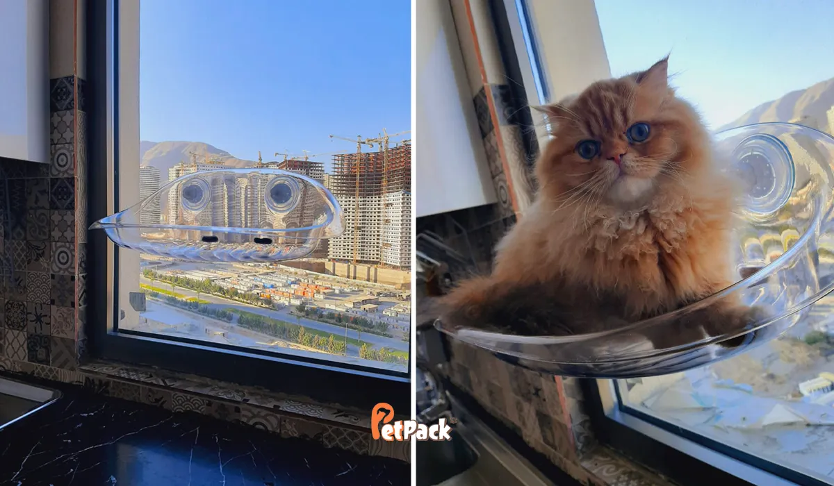 جای خواب پنجره ای گربه